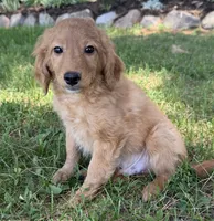 Buster, a male Miniature Goldendoodle for sale in Athens, WI – 10 of 10