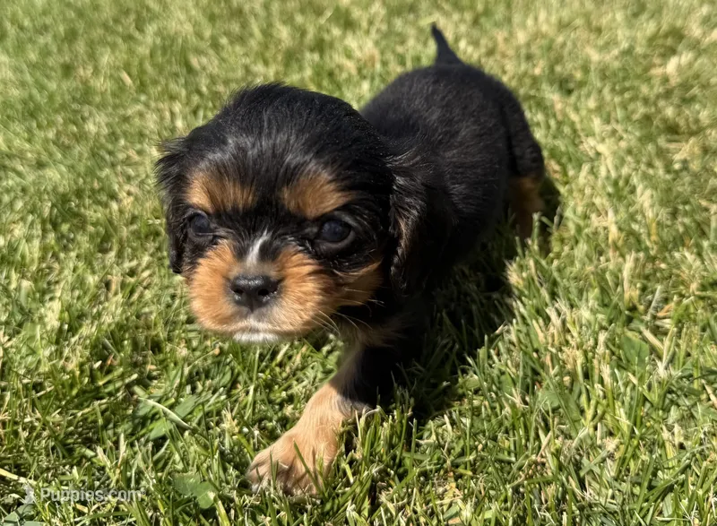 AKC Dash – Cavalier King Charles Spaniel puppy for sale in Athens, WI