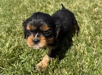 AKC Dash, a male Cavalier King Charles Spaniel for sale in Athens, WI – 1 of 10