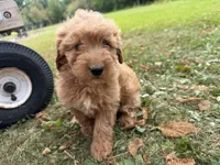 Carlos, a male Miniature Goldendoodle for sale in Athens, WI – 5 of 10