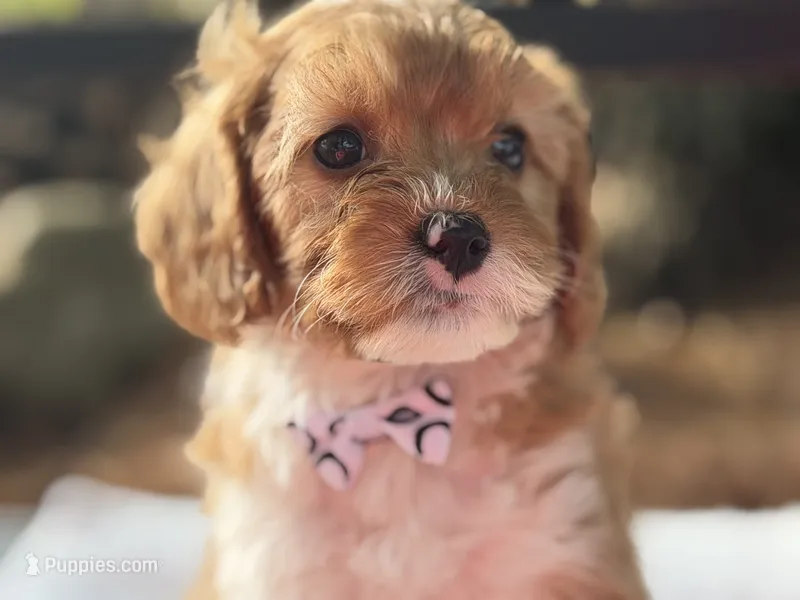 Elvis  – Cavapoo puppy for sale in Athens, WI