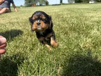 AKC Dash, a male Cavalier King Charles Spaniel for sale in Athens, WI – 9 of 10