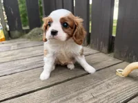 AKC Carl, a male Cavalier King Charles Spaniel for sale in Athens, WI – 2 of 10