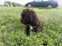 Eddie, a male Poodle - Toy  for sale in Athens, WI – 5 of 10