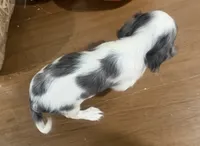 Carter, a male Cavalier King Charles Spaniel for sale in Athens, WI – 6 of 10