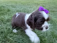 AKC Monica, a female Cocker Spaniel for sale in Athens, WI – 4 of 10