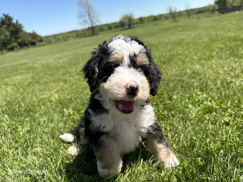 Louie – Miniature Bernedoodle puppy for sale in Athens, WI