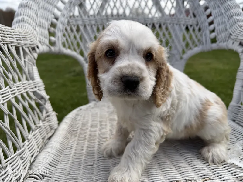 Ben – Cocker Spaniel puppy for sale in Athens, WI
