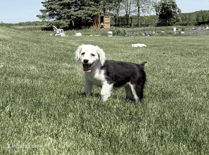 Carole – Cocker Spaniel, Miniature Australian Shepherd puppy for sale in Athens, WI