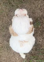 Albert, a male Cavapoo for sale in Athens, WI – 4 of 10