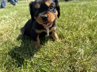 AKC Dexter, a male Cavalier King Charles Spaniel for sale in Athens, WI – 3 of 10