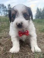 Timmy, a male Yorkshire Terrier for sale in Athens, WI – 6 of 10