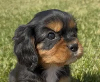 AKC Dora, a female Cavalier King Charles Spaniel for sale in Athens, WI – 2 of 10