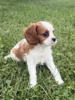Lewis, a male Cavalier King Charles Spaniel for sale in Athens, WI – 4 of 10