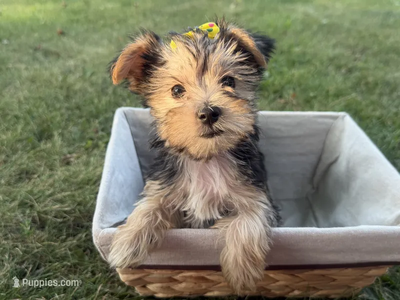 Jessie – Morkie puppy for sale in Athens, WI