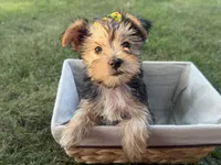 Jessie, a female Morkie for sale in Athens, WI – 1 of 10