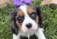 Lizzy, a female Cavalier King Charles Spaniel for sale in Athens, WI – 3 of 10