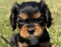 AKC Dora, a female Cavalier King Charles Spaniel for sale in Athens, WI – 5 of 10