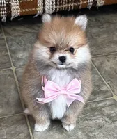 Susie, a female Pomeranian for sale in Athens, WI – Photo 2 of 10