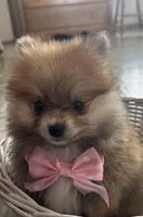 Susie, a female Pomeranian for sale in Athens, WI – Photo 5 of 10