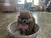 Susie, a female Pomeranian for sale in Athens, WI – Photo 9 of 10