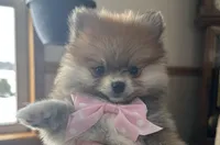 Susie, a female Pomeranian for sale in Athens, WI – Photo 4 of 10