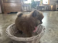 Susie, a female Pomeranian for sale in Athens, WI – Photo 10 of 10