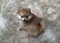 Susie, a female Pomeranian for sale in Athens, WI – Photo 8 of 10