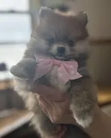 Susie, a female Pomeranian for sale in Athens, WI – Photo 3 of 10