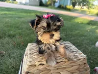 Bopeep , a female Morkie for sale in Athens, WI – 8 of 10
