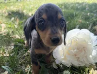 Harper, a female Miniature Dachshund for sale in Athens, WI – 6 of 10