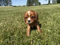 AKC Dax, a male Cavalier King Charles Spaniel for sale in Athens, WI – 2 of 10