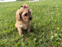 Elane, a female Cavapoo for sale in Athens, WI – 9 of 10