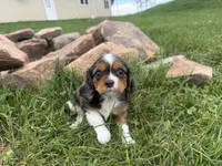 Lucas, a male Cavalier King Charles Spaniel for sale in Athens, WI – 10 of 10