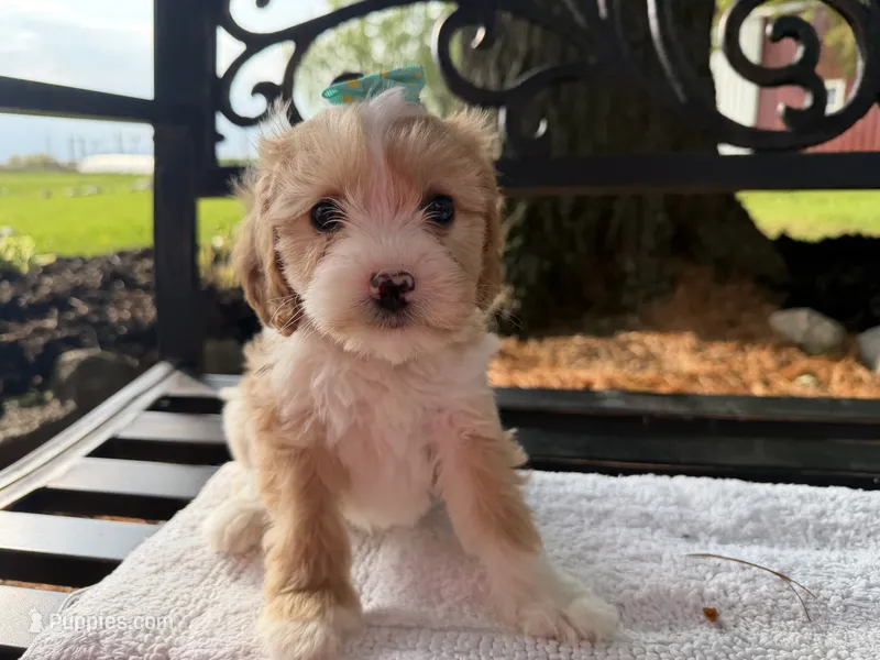 Ember  – Cavapoo puppy for sale in Athens, WI
