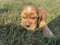 Harry Jr, a female Cocker Spaniel for sale in Athens, WI – 1 of 6
