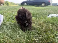 Elle, a female Poodle - Toy  for sale in Athens, WI – 6 of 10