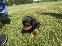 AKC Dash, a male Cavalier King Charles Spaniel for sale in Athens, WI – 10 of 10