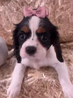 Callie, a female Cavalier King Charles Spaniel for sale in Athens, WI – 8 of 10