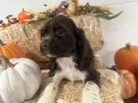 AKC Walker, a male Cocker Spaniel for sale in Athens, WI – 9 of 10