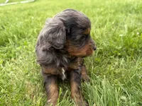 Dewey, a male Miniature Bernedoodle for sale in Athens, WI – 6 of 10