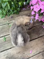 Tiffany, a female Pomeranian for sale in Athens, WI – 6 of 10