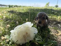 Hattie, a female Miniature Dachshund for sale in Athens, WI – 7 of 10
