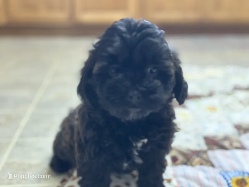 Sam – Shihpoo puppy for sale in Athens, WI