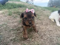 Tiffany, a female Yorkshire Terrier for sale in Athens, WI – 10 of 10