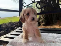 Ember , a female Cavapoo for sale in Athens, WI – 3 of 10