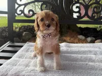 Elvis , a male Cavapoo for sale in Athens, WI – 6 of 10