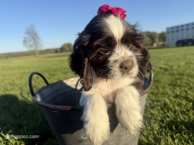 AKC Monica – Cocker Spaniel puppy for sale in Athens, WI