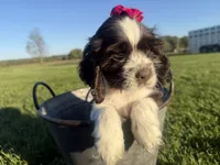 AKC Monica, a female Cocker Spaniel for sale in Athens, WI – 9 of 10