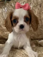 Carmen, a female Cavalier King Charles Spaniel for sale in Athens, WI – 3 of 10